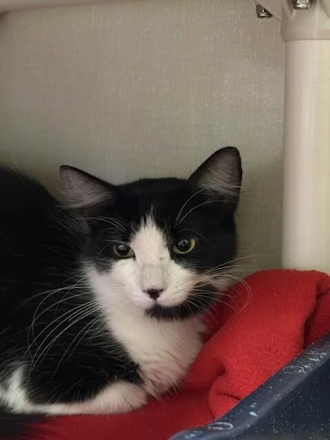 An adult medium-sized female Black Domestic Long Hair cat named Rosemary Winters for adoption in Fort Collins, CO