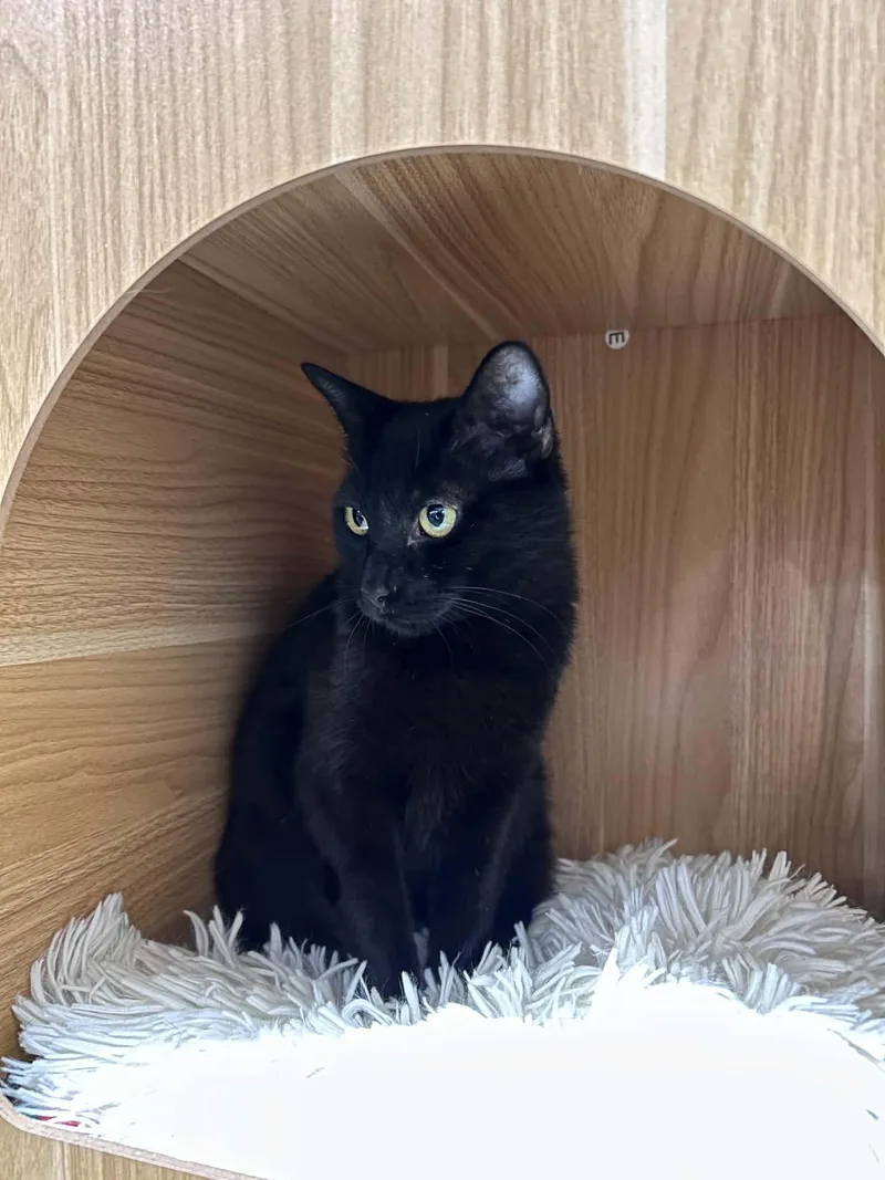 An adult medium-sized female Black Domestic Short Hair cat named Mina for adoption in East Point, GA