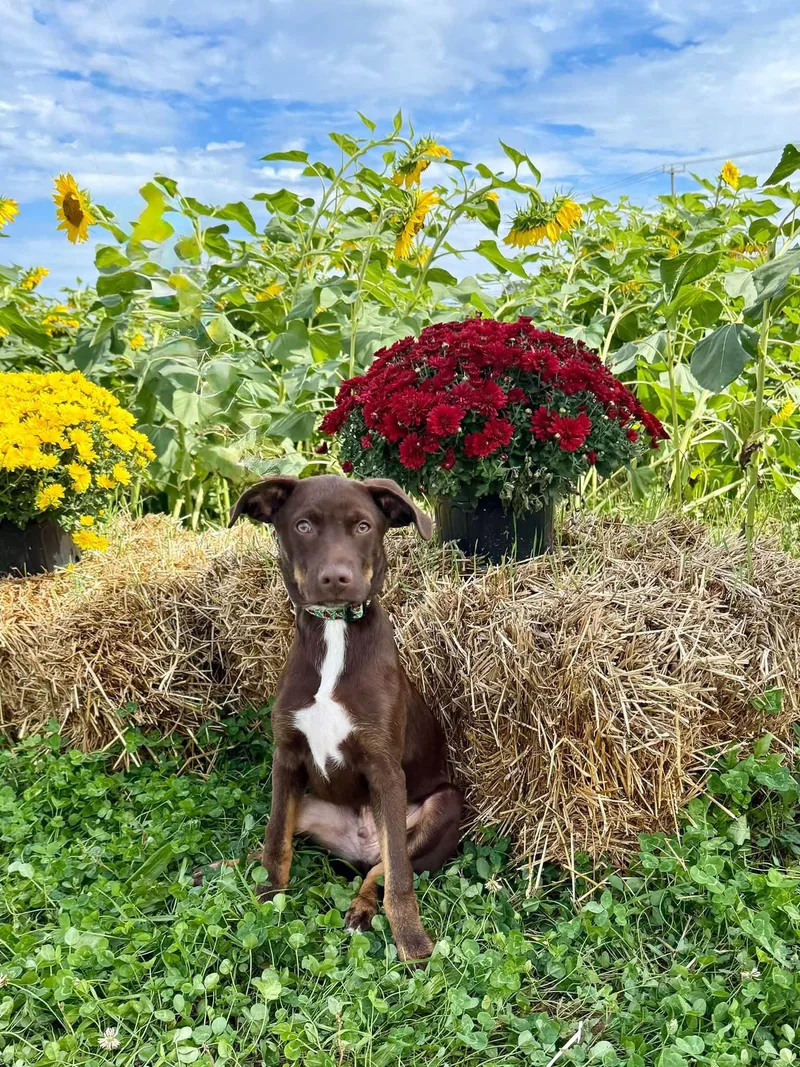 A baby medium-sized male Brown / Chocolate Mixed Breed dog named Collin for adoption in Salisbury, MD