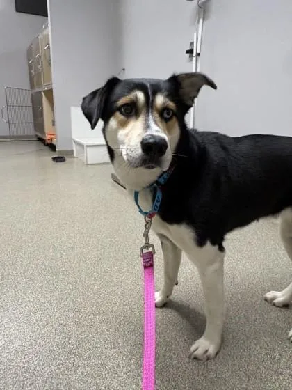 An adult medium-sized female Siberian Husky dog named Storm for adoption in Pequot Lakes, MN