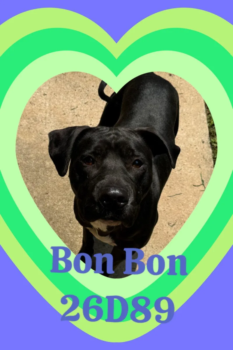 An adult large-sized female Cane Corso dog named Bon Bon for adoption in New Martinsville, WV