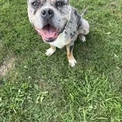 An adult large-sized male American Bully dog named Sarge for adoption in Taunton, MA