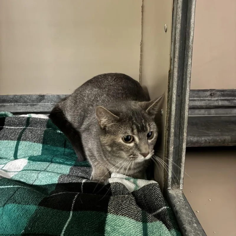 A young medium-sized female Domestic Short Hair cat named Beauty for adoption in Murray, UT