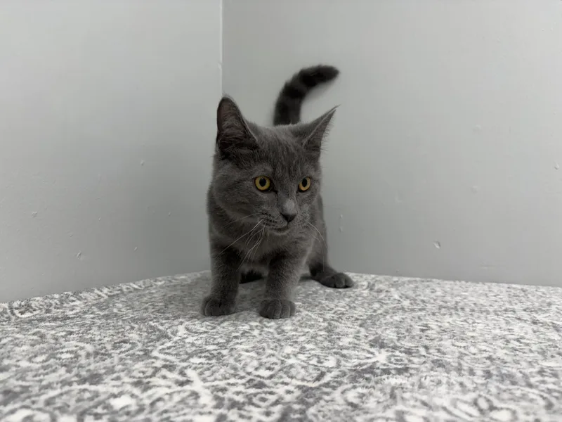 A baby medium-sized male Gray / Blue / Silver Domestic Short Hair cat named Rod for adoption in Frankfort, IN