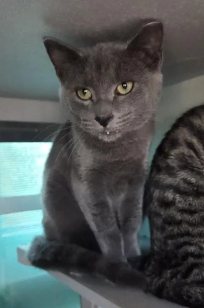 A young medium-sized male Gray / Blue / Silver Domestic Short Hair cat named Berry for adoption in Edgewood, NM