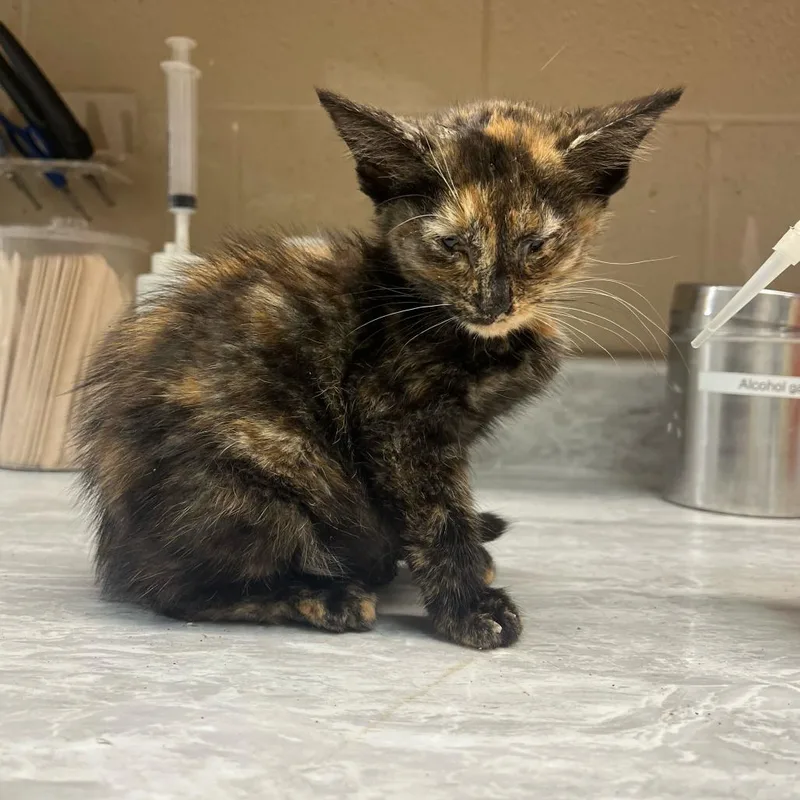 A baby small-sized female Tortoiseshell Domestic Short Hair cat named Anna for adoption in Lewisburg, WV