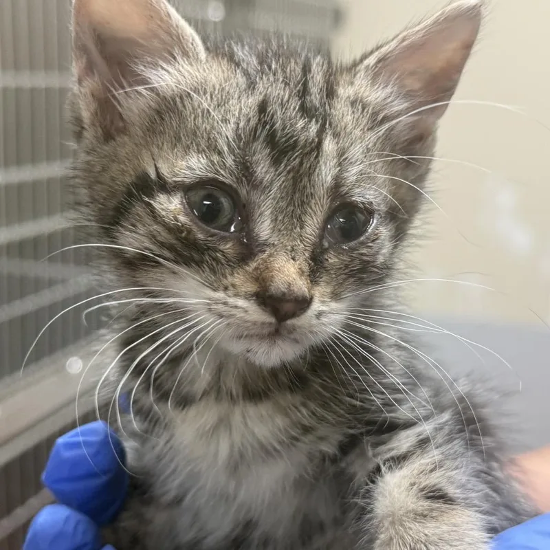 A baby small-sized female Brown / Chocolate Domestic Short Hair cat named Strayapexroad for adoption in Columbus, GA