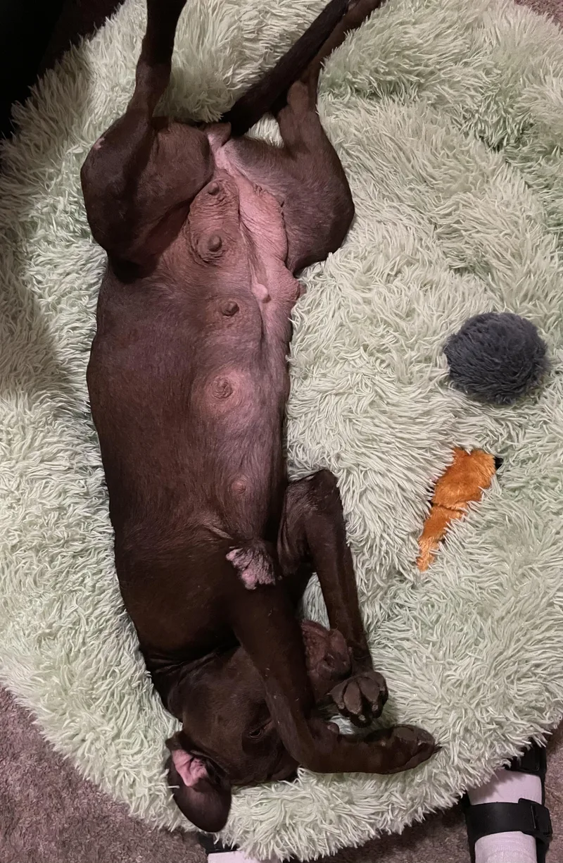 A young medium-sized female Bicolor Doberman Pinscher dog named Lucy Chen for adoption in Houston, TX