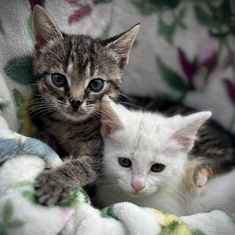 A baby small-sized female White Domestic Short Hair cat named Andrea for adoption in Lutz, FL