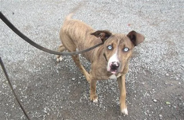 A young medium-sized female Pit Bull Terrier dog named Colt for adoption in Santa Rosa, CA
