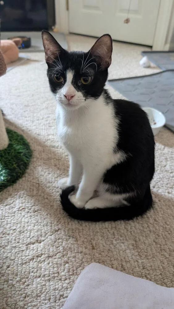 A young medium-sized male Domestic Short Hair cat named Marty for adoption in Lafayette, CO