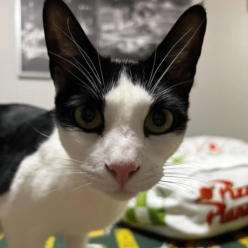 An adult medium-sized male White Domestic Short Hair cat named Half Moon Aka Moonie for adoption in Inver Grove Heights, MN