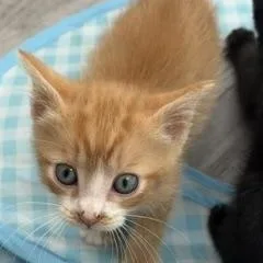 A baby medium-sized male Tabby (Orange / Red) Domestic Short Hair cat named Denail for adoption in Richmond, VA