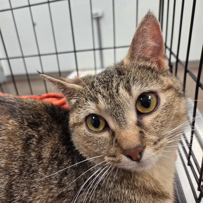 A baby medium-sized female Brown / Chocolate Domestic Short Hair cat named Angelica for adoption in Chattanooga, TN
