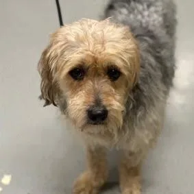 An adult medium-sized male Black Yorkshire Terrier dog named Hot Fudge for adoption in Jersey City, NJ