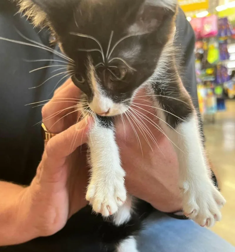 A young small-sized male American Shorthair cat named Tux for adoption in St. Augustine, FL