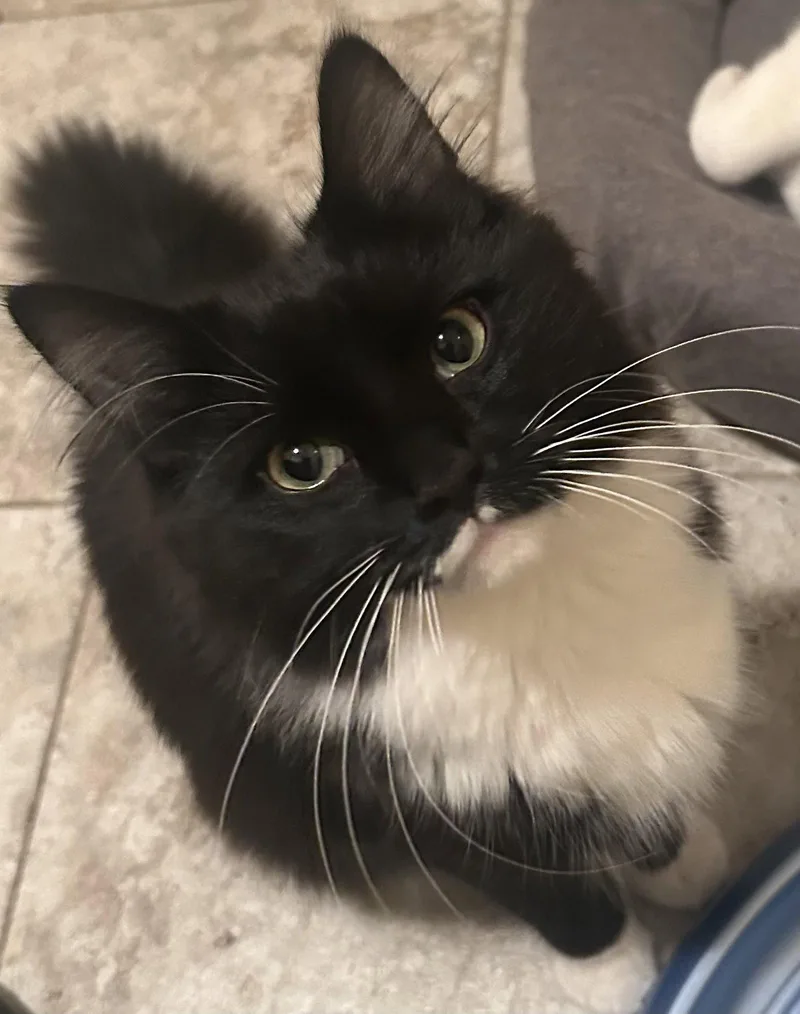 An adult medium-sized female Black & White / Tuxedo Domestic Medium Hair cat named El for adoption in Fishkill, NY
