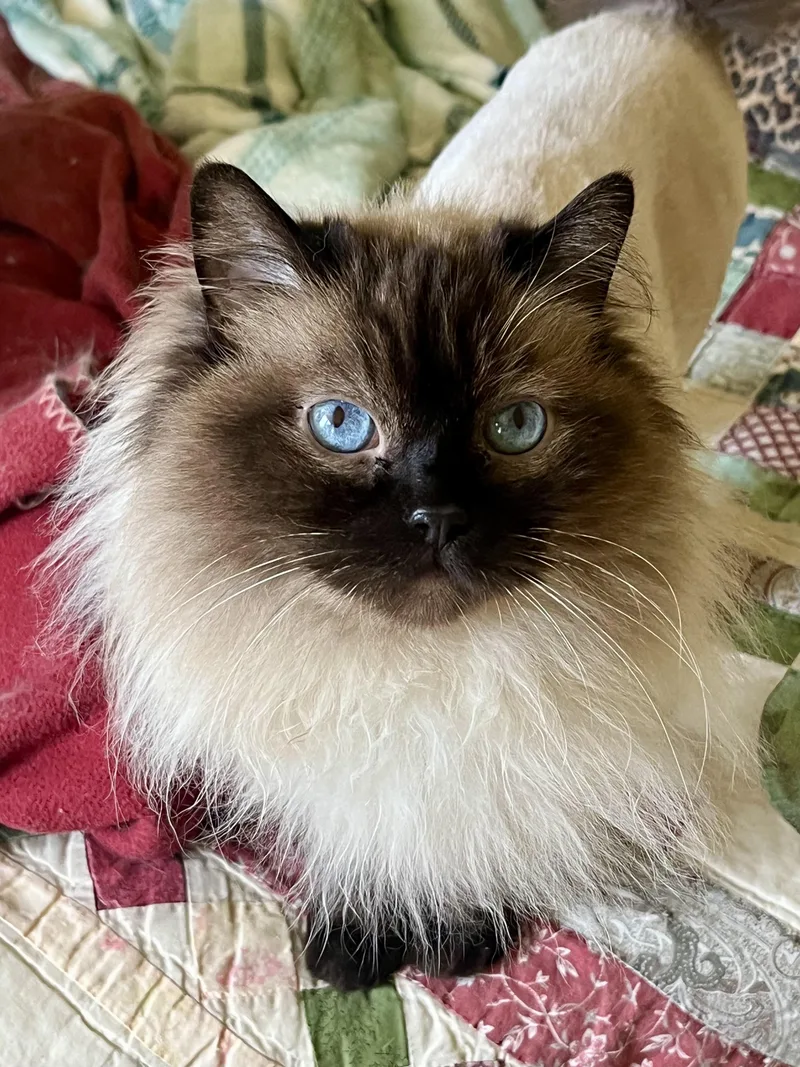 An adult medium-sized female Seal Point Ragdoll cat named Francis for adoption in valparaiso, IN