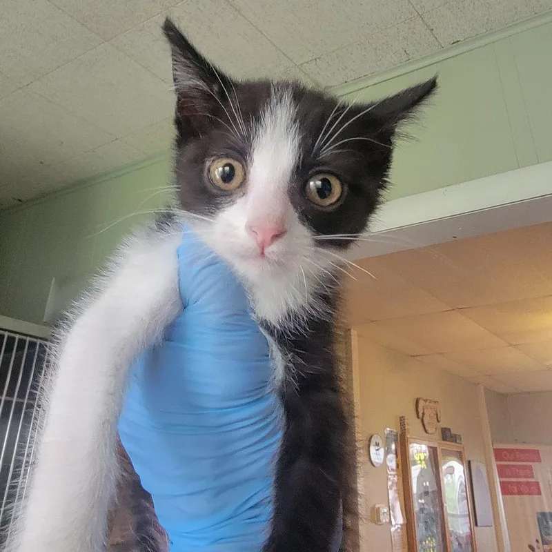 A baby small-sized female Black Domestic Short Hair cat named Pomni for adoption in Troy, IL
