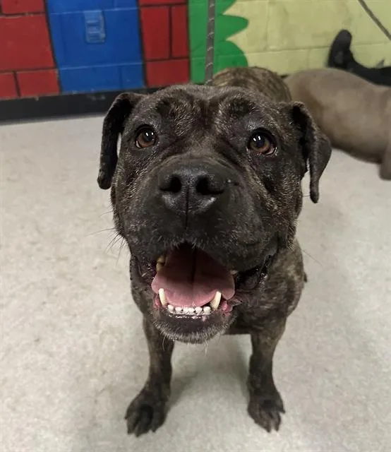 A young medium-sized female Cane Corso dog named Buncha Crunch for adoption in Indianapolis, IN
