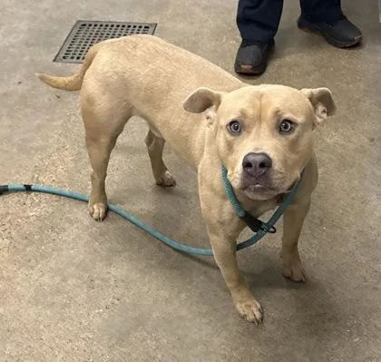 A young medium-sized male Yellow / Tan / Blond / Fawn Pit Bull Terrier dog named Dante for adoption in Cleveland, OH