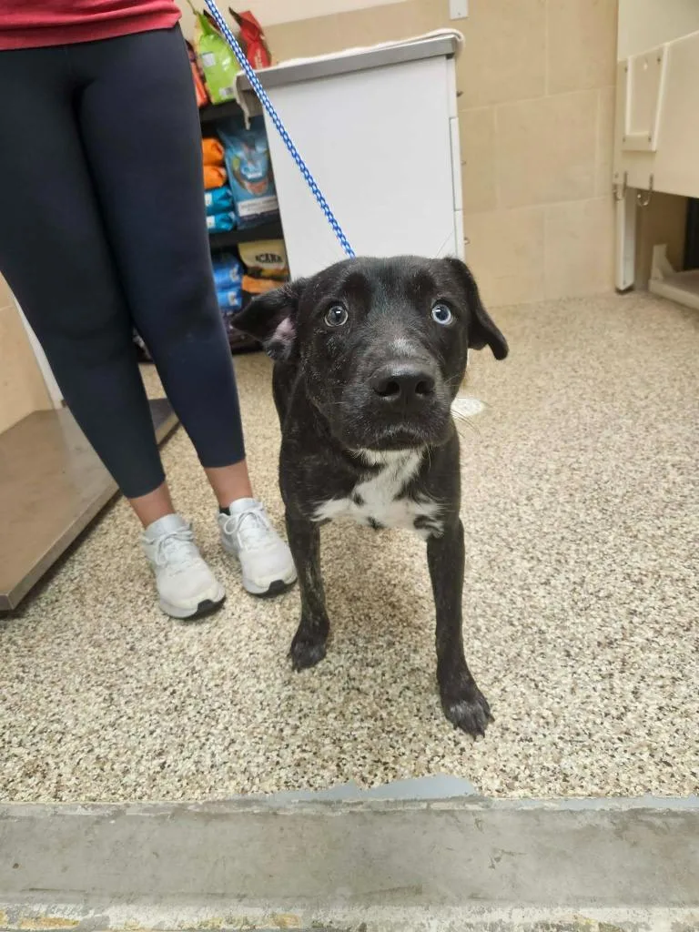 An adult medium-sized female Mixed Breed dog named Sandy for adoption in Pratt, KS