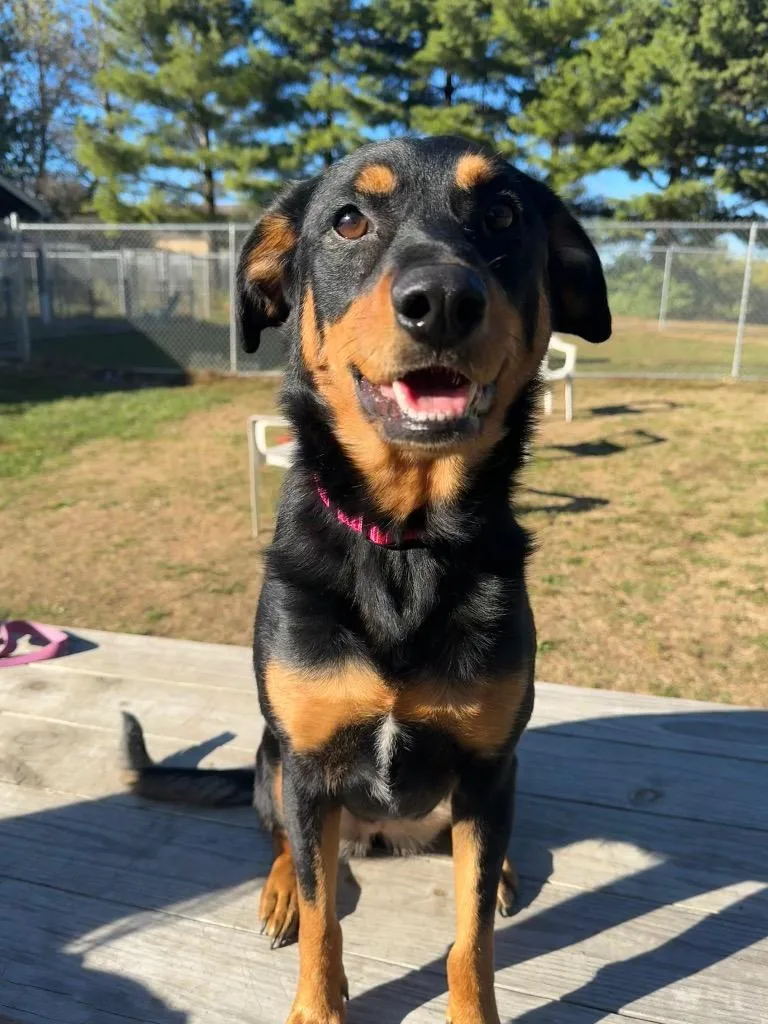 An adult medium-sized female Chihuahua dog named Charlie for adoption in Marion, OH