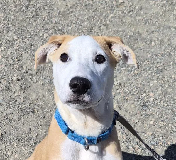 Scooby