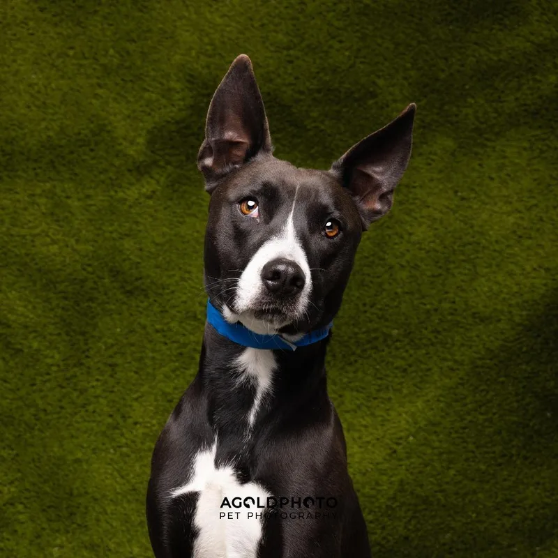 An adult medium-sized male Black Terrier dog named Yonis for adoption in Tampa, FL