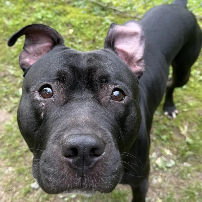 An adult large-sized male Black Mixed Breed dog named Flapjack for adoption in Reisterstown, MD