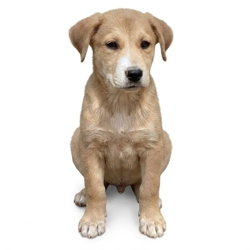 A baby large-sized male Yellow / Tan / Blond / Fawn Mixed Breed dog named NY Justin Avail Aug for adoption in Stormville, NY