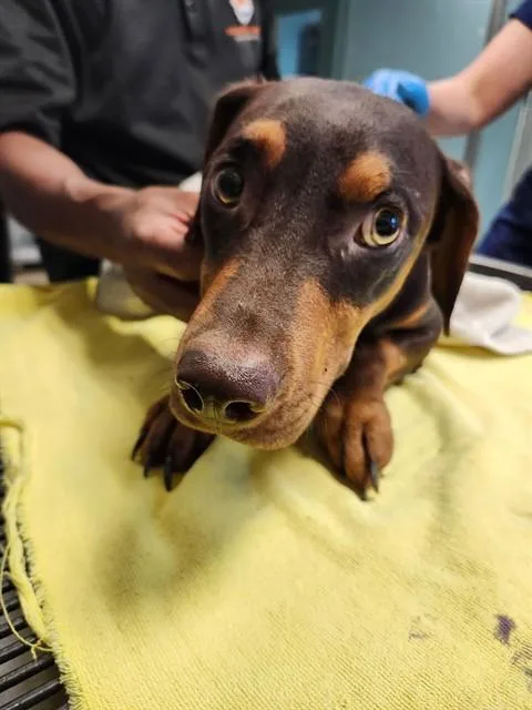 A young medium-sized female Dachshund dog named Cocoa for adoption in Newton, NC