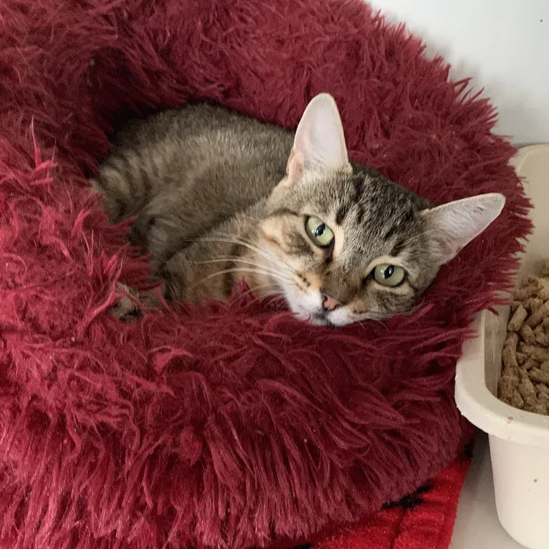 A young medium-sized female Tabby (Brown / Chocolate) Domestic Short Hair cat named Adriah for adoption in Grass Valley, CA