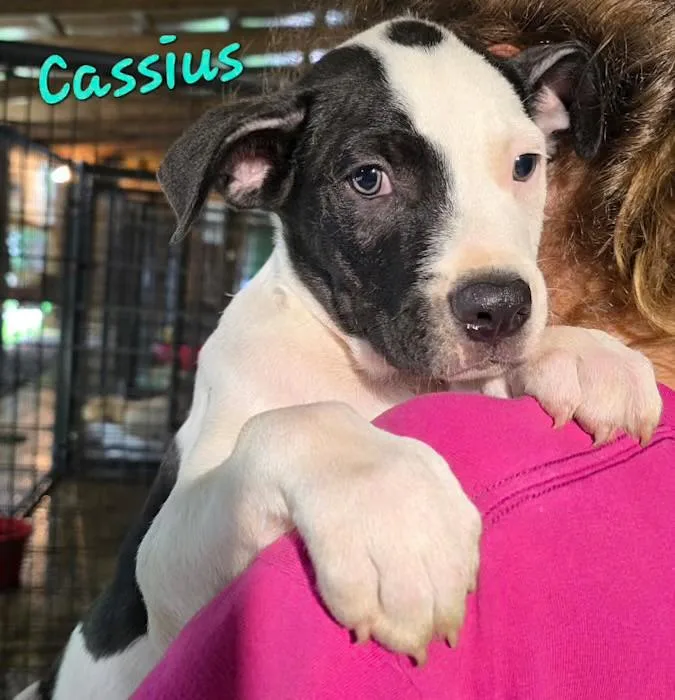 A baby medium-sized male Black Basset Hound dog named Cassius for adoption in Watertown, CT
