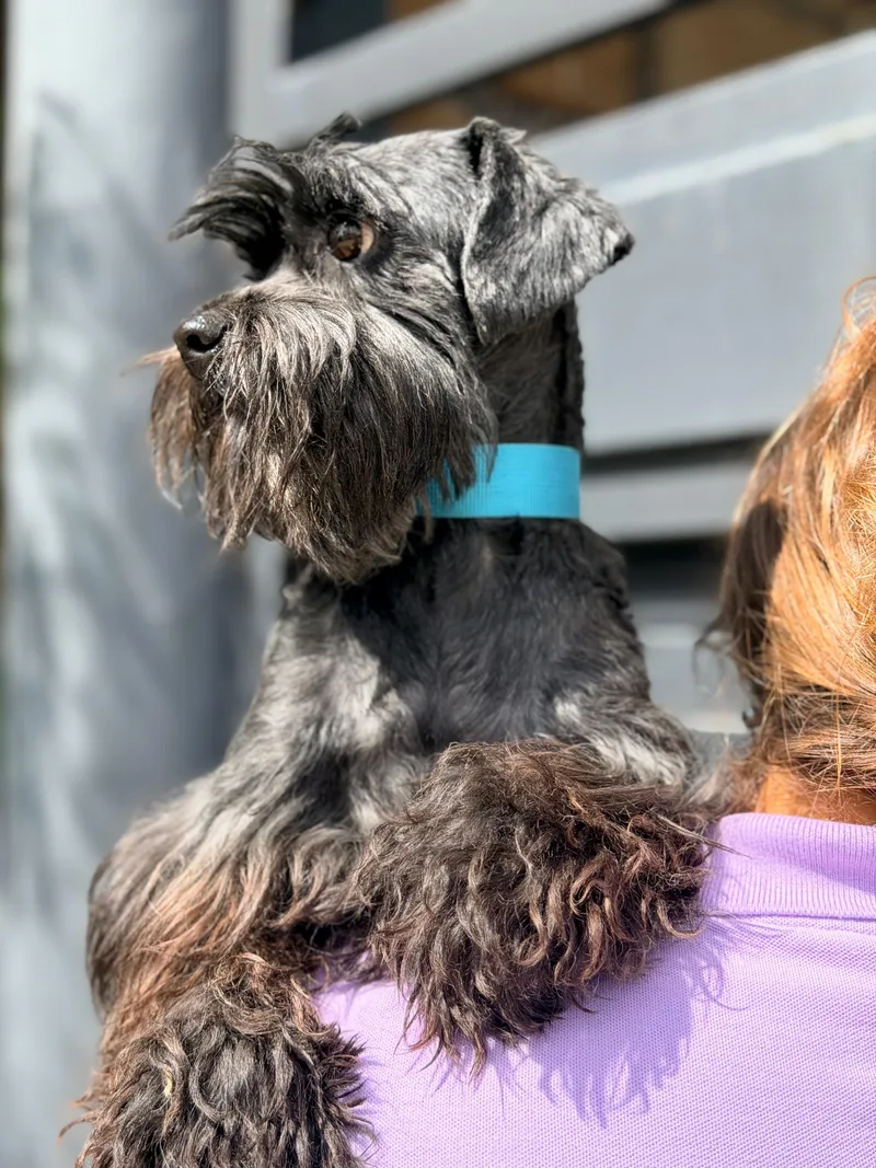 An adult small-sized female Schnauzer dog named Darcy for adoption in Manvel, TX