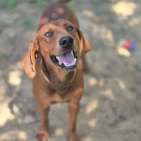 An adult medium-sized male Hound dog named Cole for adoption in Dover, AR