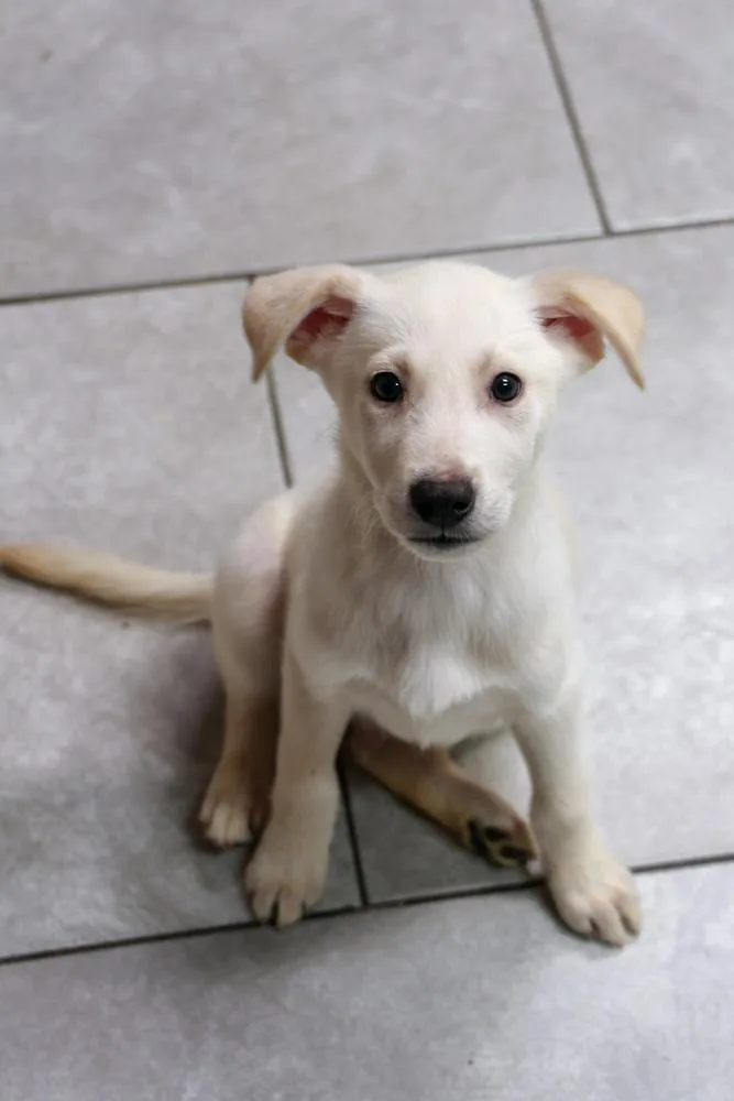 A baby medium-sized male White / Cream Labrador Retriever dog named Oxygen for adoption in TUCSON, AZ