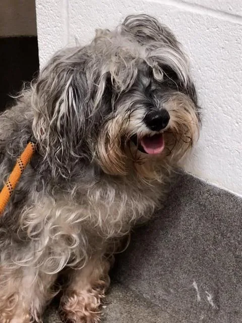 An adult small-sized female Yorkshire Terrier dog named Coco for adoption in Upper Marlboro, MD