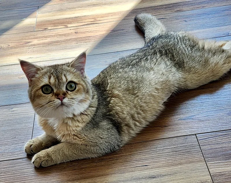A young medium-sized female Buff / Tan / Fawn British Shorthair cat named Momo for adoption in Huntley, IL