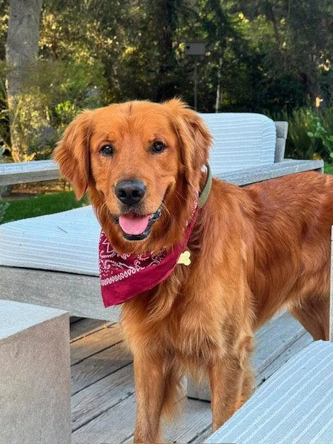 A young large-sized male Golden Retriever dog named Moose for adoption in Agoura Hills, CA