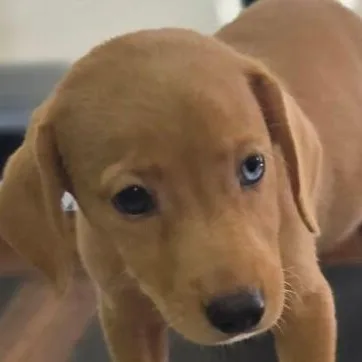 A baby medium-sized female Golden Australian Shepherd dog named Darcy for adoption in LEMONT, IL