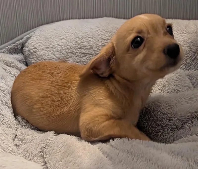 A baby small-sized female Cocker Spaniel dog named BabySmall Breed Puppy! for adoption in Fort Myers, FL