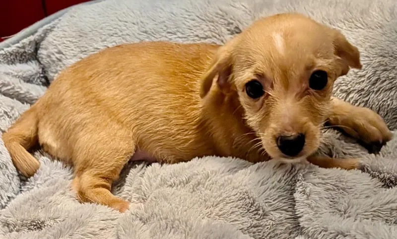 BabySmall Breed Puppy! thumbnail 2