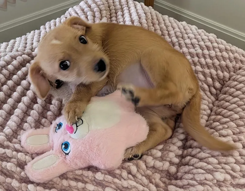 BabySmall Breed Puppy! thumbnail 3