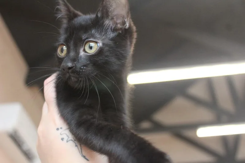 A baby medium-sized female Black Domestic Short Hair cat named Eureeka for adoption in Chestertown, MD