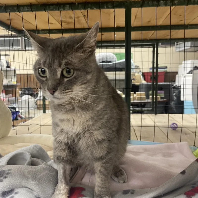 An adult small-sized female Gray / Blue / Silver Domestic Medium Hair cat named Luna for adoption in Union, MO