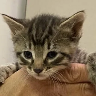 A baby small-sized male Brown / Chocolate Domestic Short Hair cat named Hypnos for adoption in Grand Rapids, MN