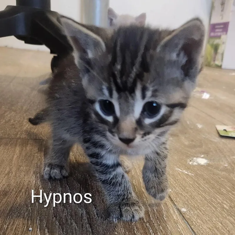 Hypnos thumbnail 2