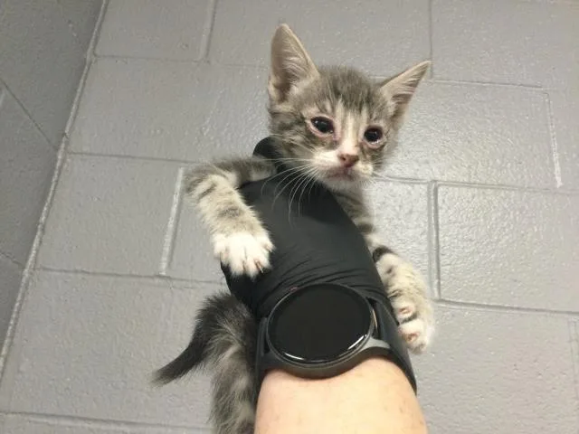 A baby small-sized female Domestic Short Hair cat named Gillian for adoption in Thousand Palms, CA