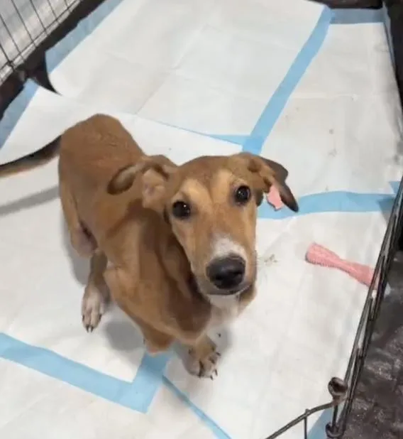 A young medium-sized female Brown / Chocolate Collie dog named Hazel for adoption in Commerce City, CO